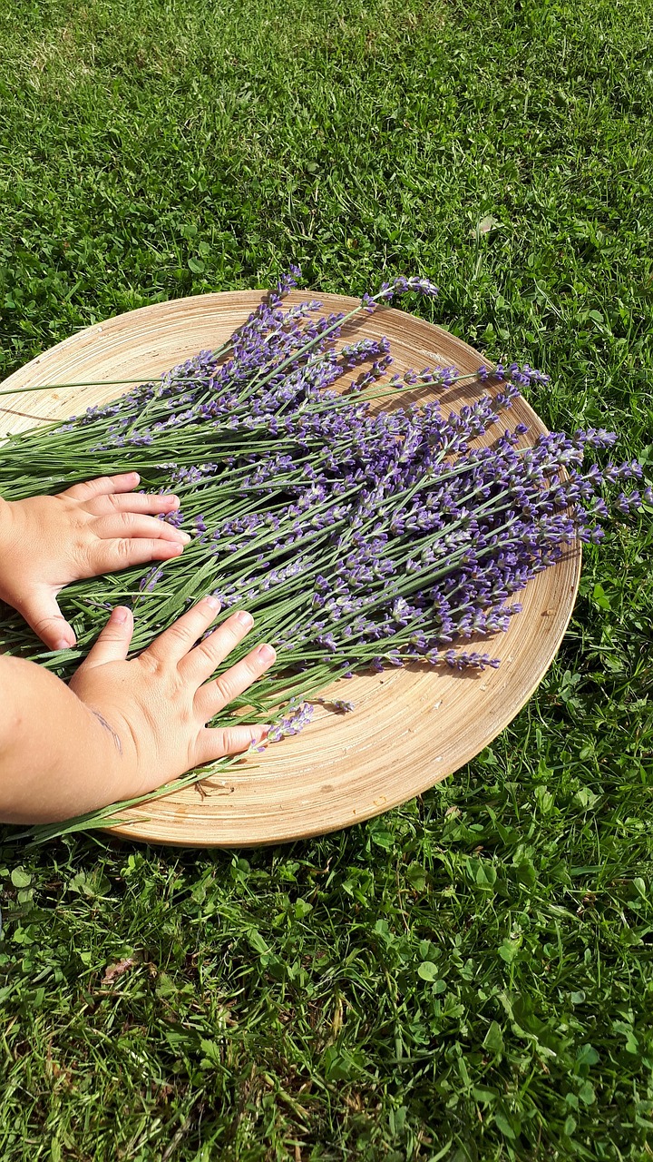 lavender, child, summer, herbs, plant, aromatic, nature, violet, agriculture, fragrance, purple
