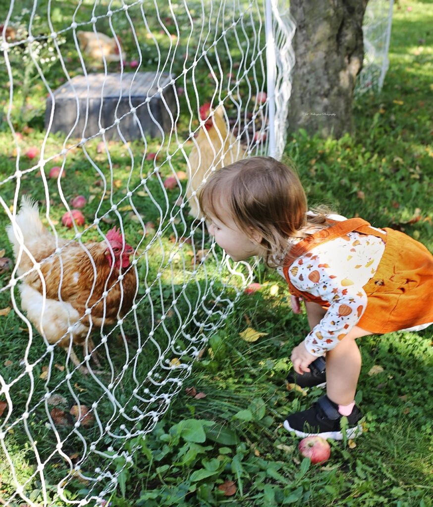 rooster, little girl, farm visit, nature, farm, rural, countryside, animal, farm animal