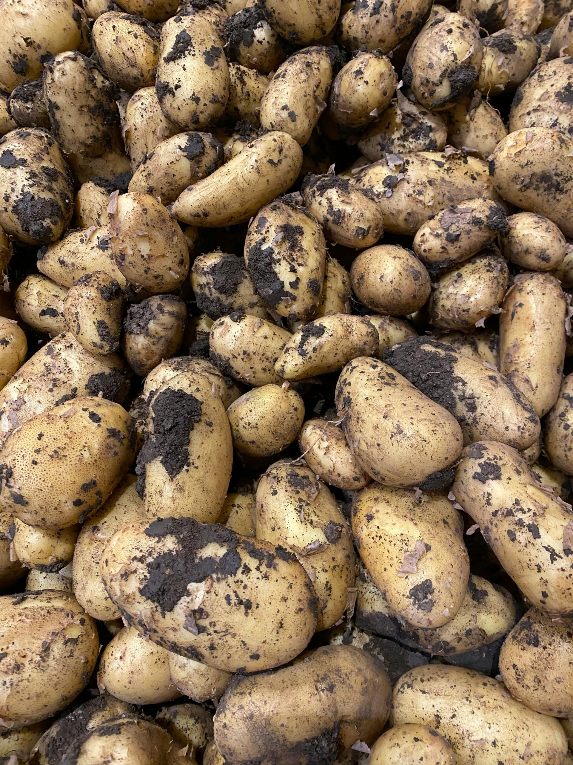 Close-up of freshly harvested potatoes covered with soil, showcasing farm freshness.