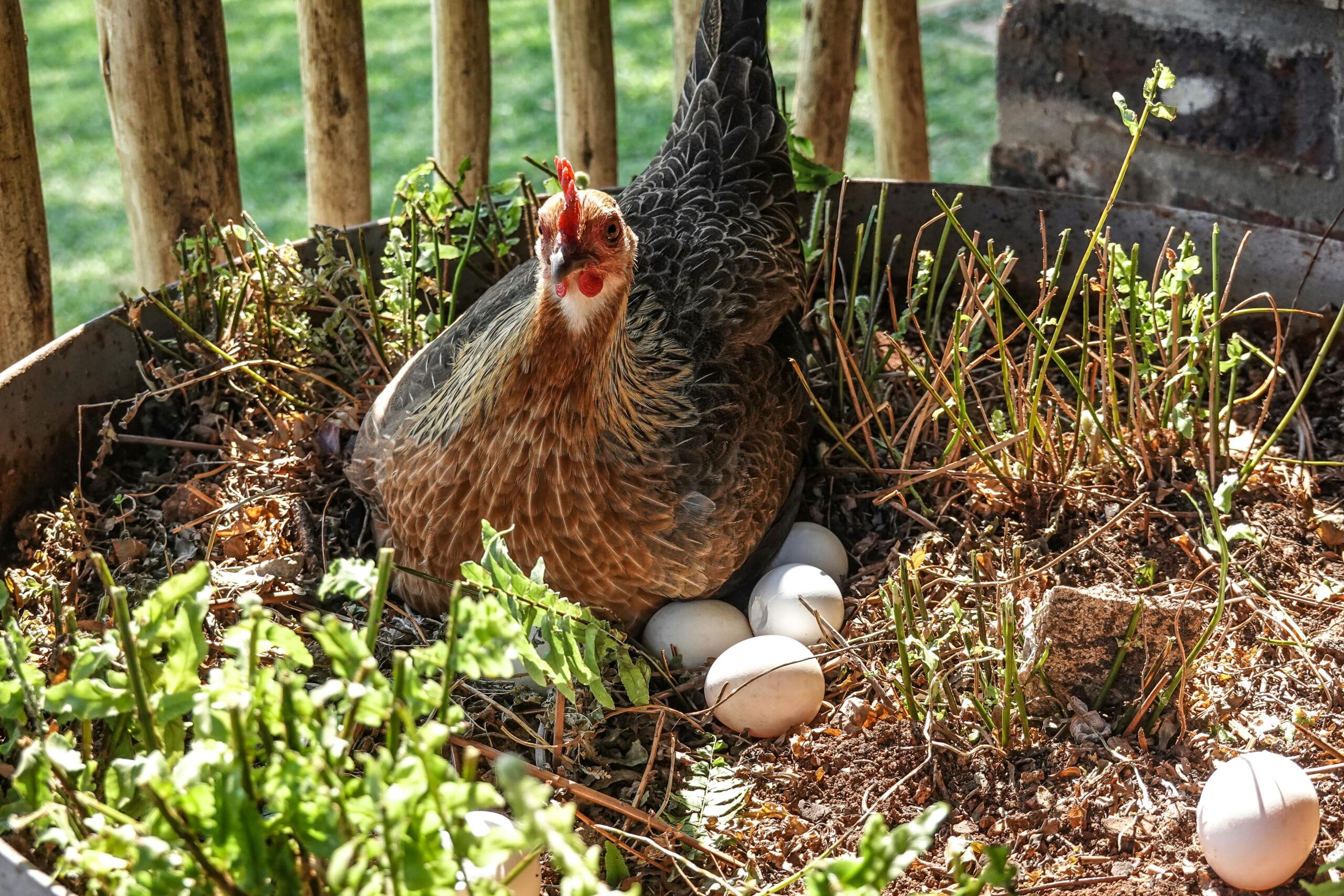 A hen calmly nesting with several eggs in an outdoor garden environment.