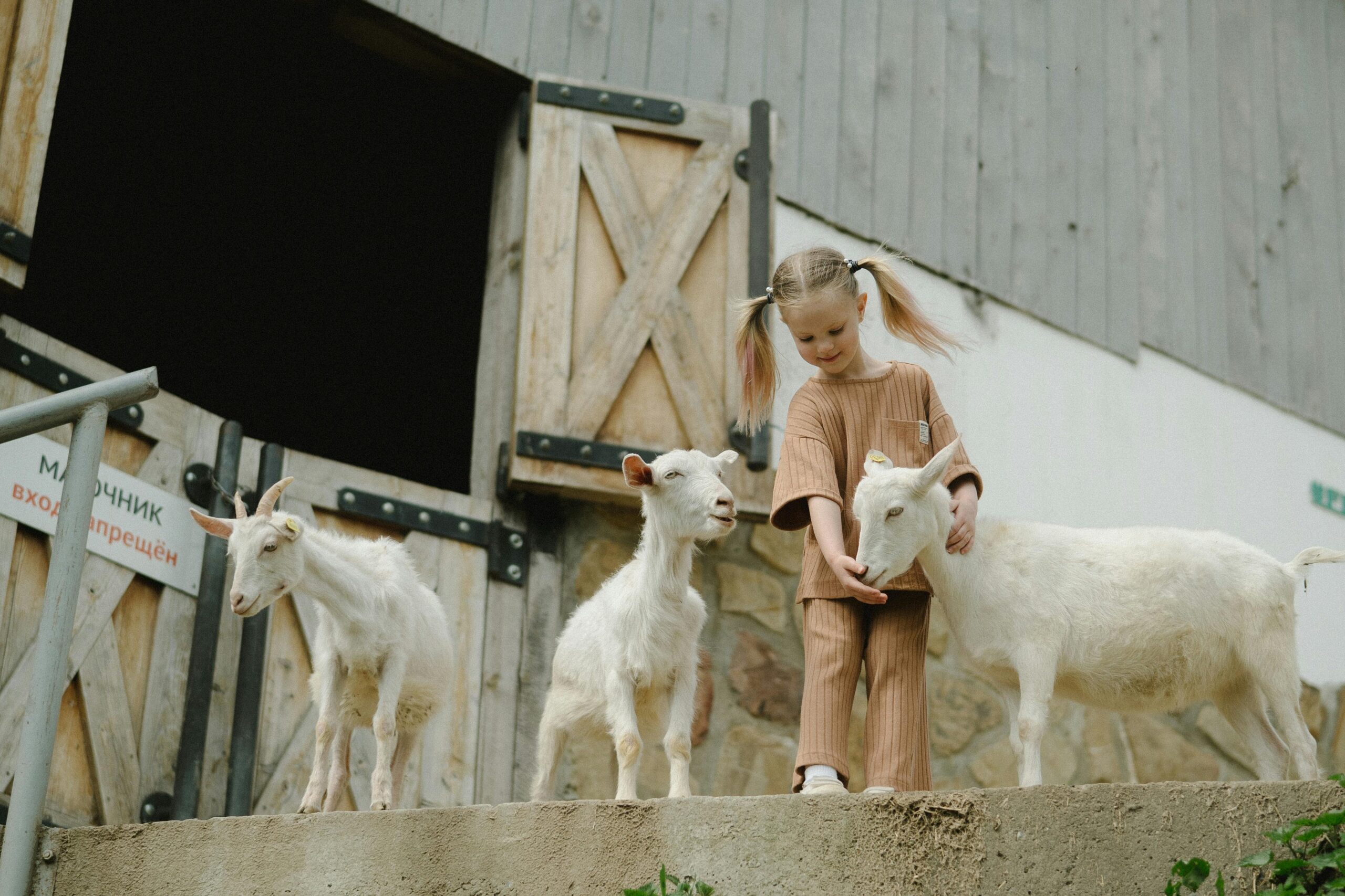 A young girl interacts with goats near a barn, enjoying playful farm life.