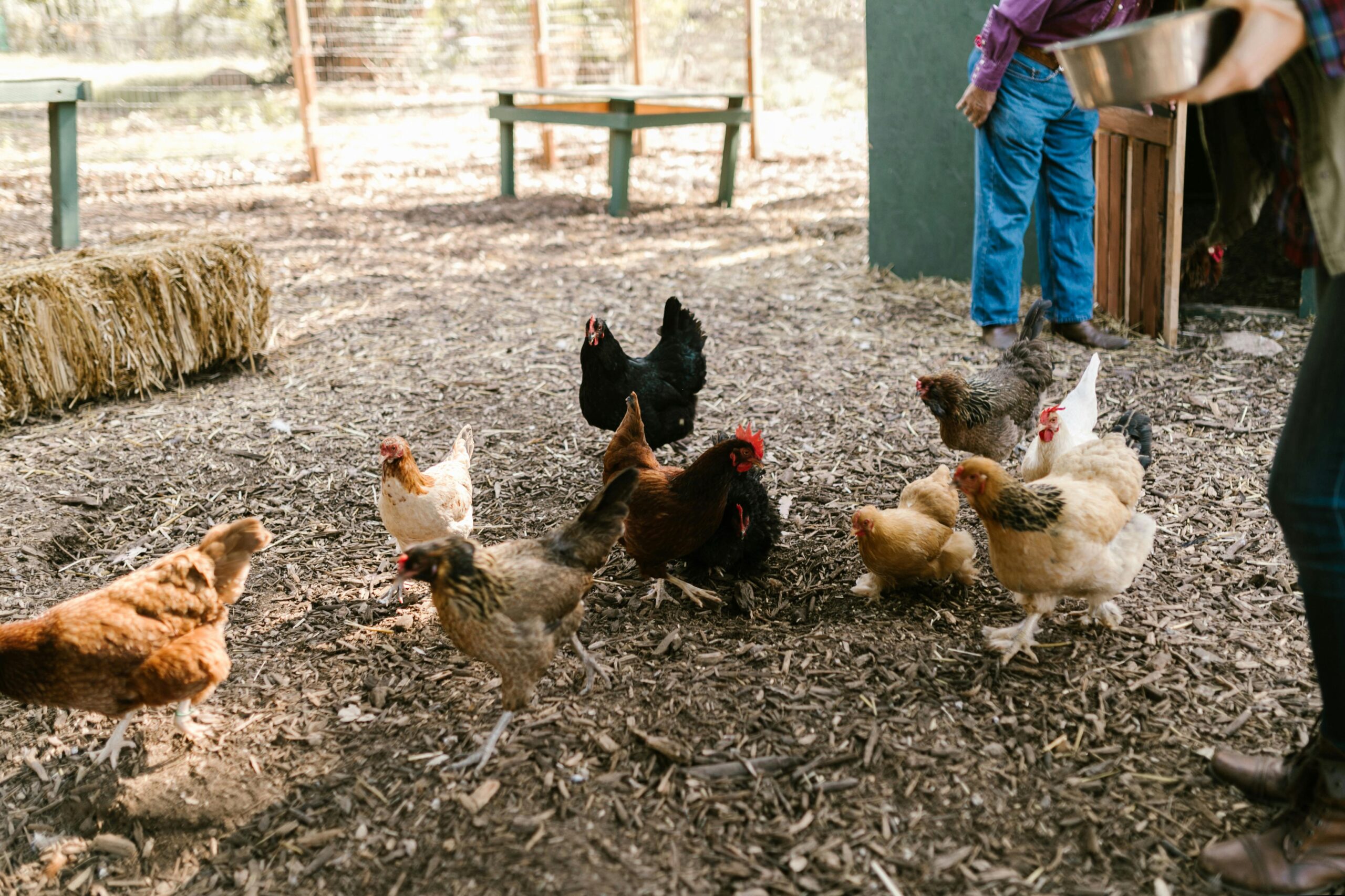 A group of diverse chickens feeding on a rural farm under the care of a farmer.