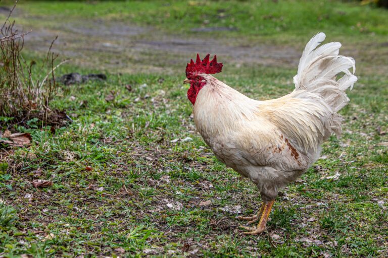 A vibrant white rooster explores a lush green garden area, showcasing free-range poultry behavior.
