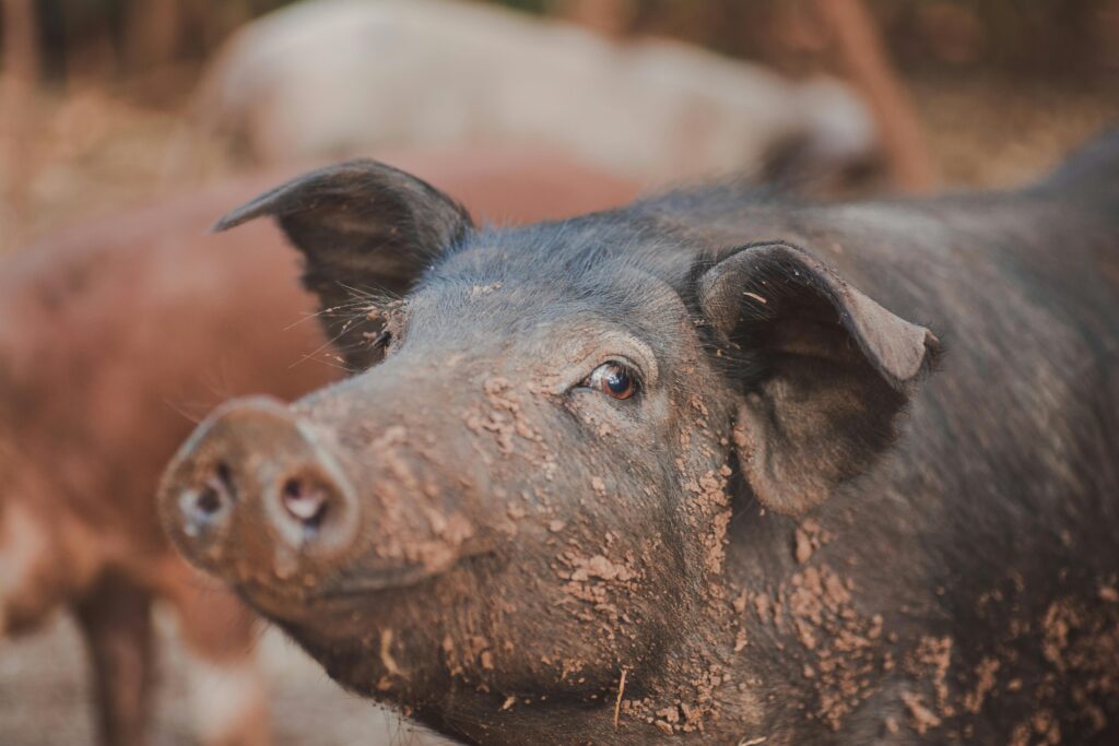 A muddy pig on a farm with a blurred background and natural surroundings.