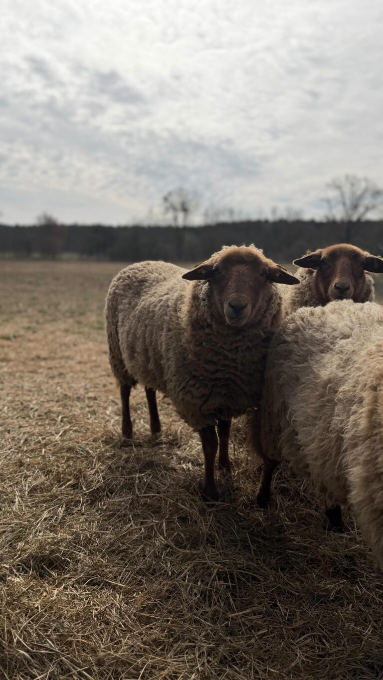 Instagram post from vierfelderhof.gatow. This post is in position 1.