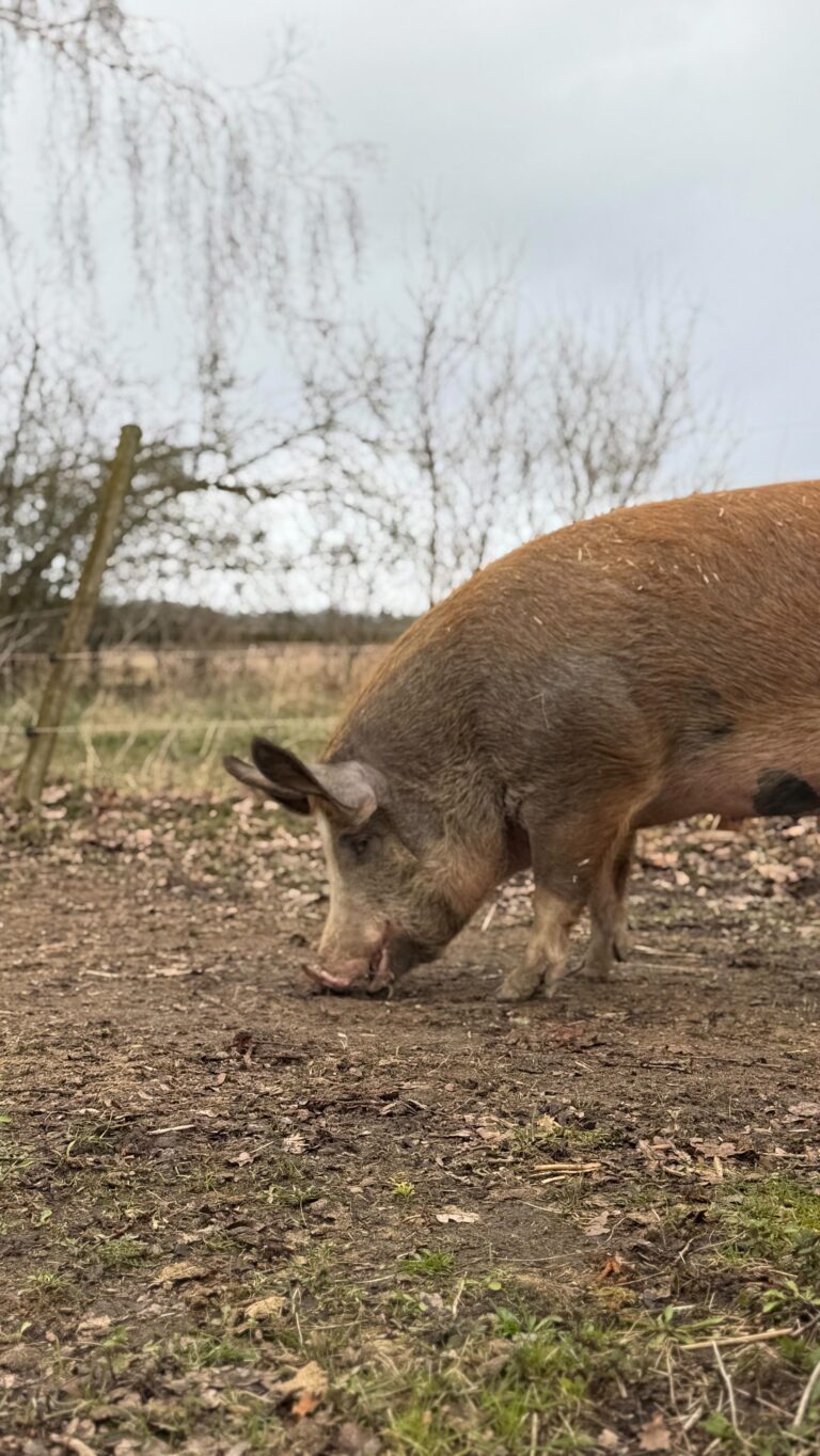 Instagram post from vierfelderhof.gatow. This post is in position 1.