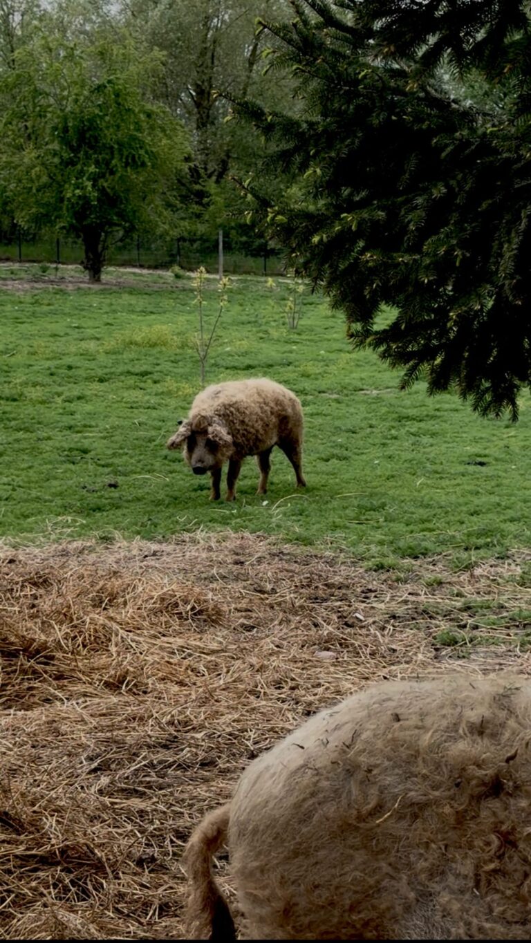 Instagram post from vierfelderhof.gatow. This post is in position 1.