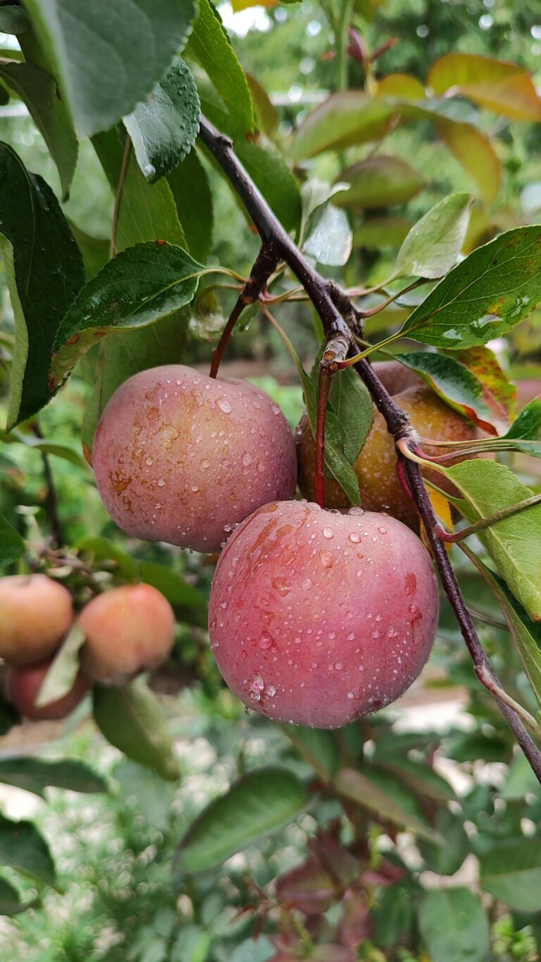 Instagram post from vierfelderhof.gatow. This post is in position 1.